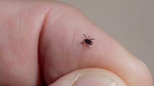 August: Zecken sind noch aktiv – so schützen Sie sich richtig